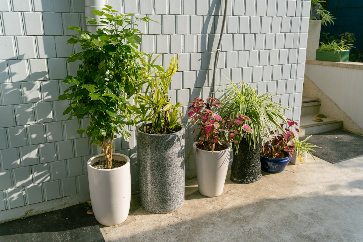 シンボルツリーは鉢植えが正解 アイキャッチ