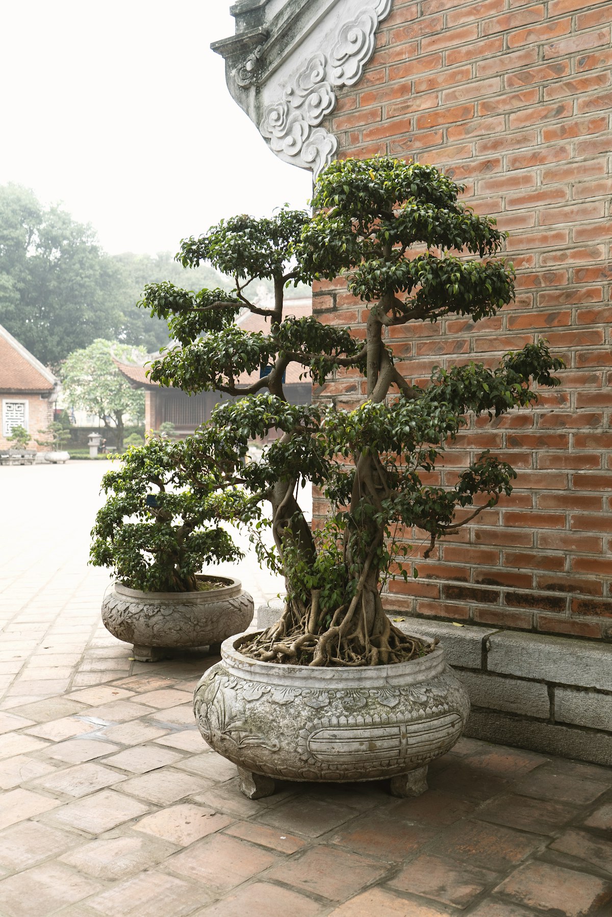 地植えのシンボルツリーには複数のリスクがある